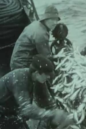 Fishing for Atlantic Herring Outside Aalesund 1914