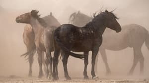 Nature American Horses