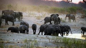 Quand les animaux parlent aux humains