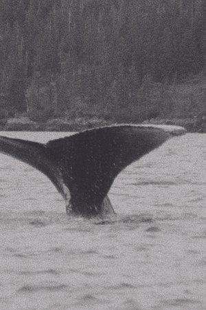 Whales (1980)