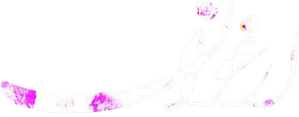 Arghavan