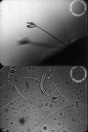 Nonton film Predacious fungi (1938) terbaru sub indo Nonton film Predacious fungi (1938) terbaru sub indo
