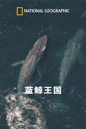 国家地理：蓝鲸王国 海报
