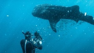 Whale Sharks