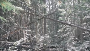 Bigfoot Encounters in the Pacific Northwest film complet