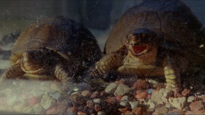 фото  - Смотреть Late Bloomers бесплатно онлайн на Lord-Filmy