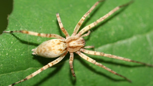 Caroline in the City: 1×17