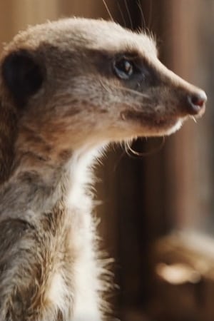 Foto retrato de Elvis the Meerkat