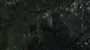 Tempête ! Les Animaux dans la tourmente