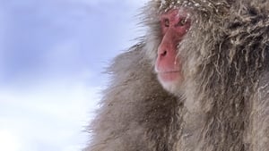 Destination Wild: Les macaques japonais film complet