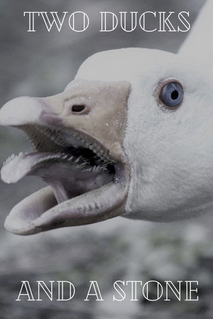 Two Ducks and a Stone 2