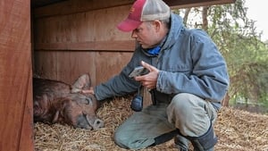 Tout est possible (The Biggest Little Farm)