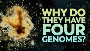 What Do These Algae Do With Four Genomes? still