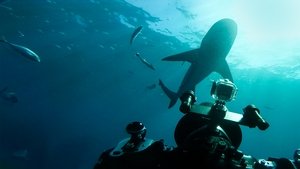 World’s Biggest Bull Shark?