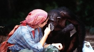Lucy the Human Chimp