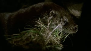 Tarka der Otter (1979)