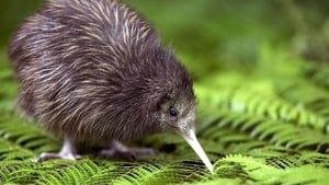 First People In New Zealand