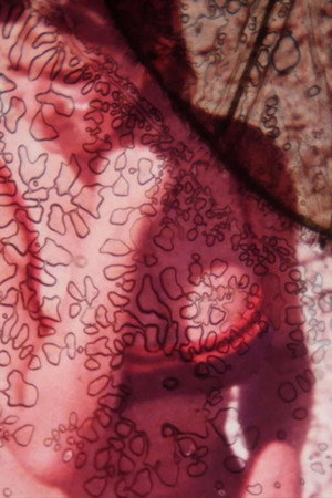 Summer Heat (Part II) (2017)