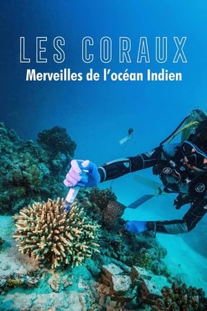 Image Zauber der Korallenriffe: Der Indische Ozean