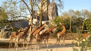 Un zoo à Paris film complet