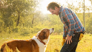 A Dog's Journey