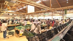 Journeys in Japan: 11×18