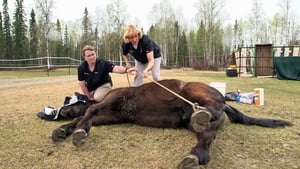 Dr. Dee: Alaska Vet Raging Horse