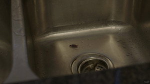 ROACH!