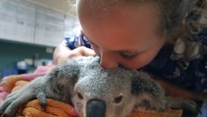 Izzy's Koala World Muffin Moves In