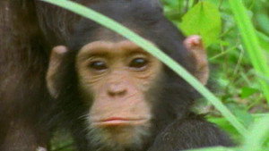 All About Animals EP12