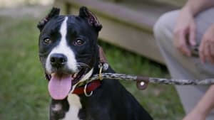 Pit Bulls and Parolees Rescued From War