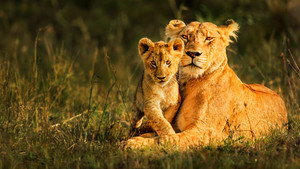 Botswana backdrop