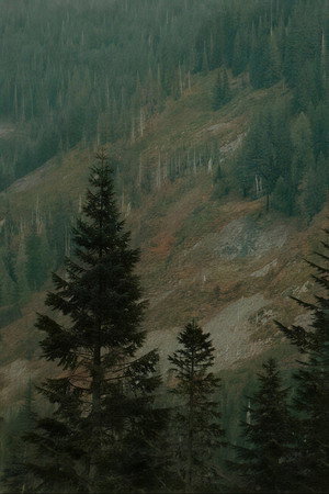 The Trees 8