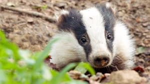 Badgers: Their Secret World: 1×2