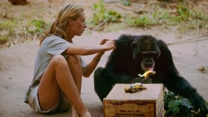 Jane: A Mãe dos Chimpanzés – Filme 2017
