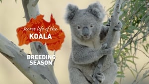 Secret Life of the Koala Breeding Season