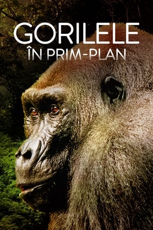 Image Gorilele în prim-plan