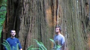 Redwoods: Anatomy of a Giant