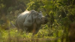 Into the Wild: India Land of the Secret Rhino