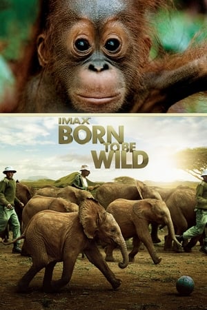 Poster Born to Be Wild 2011