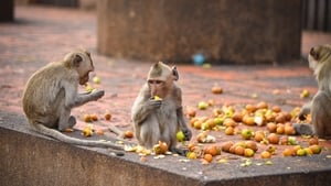 Thailand's Wild Side The Mating Game