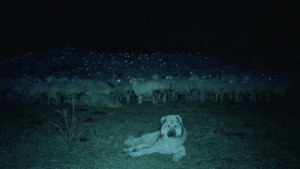 The Wind Blows Wherever It Wants