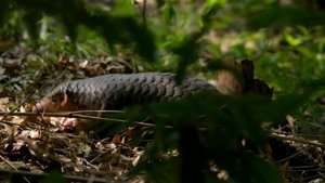 China Nature's Ancient Kingdom West: A Fragile Paradise