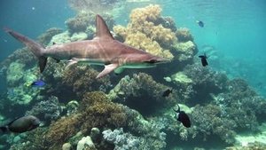 The Great Barrier Reef: A Living Treasure Coral Sea