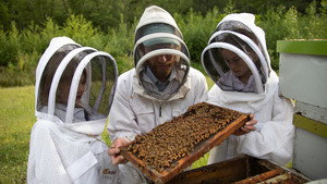 Secrets of the Bees: 1×1