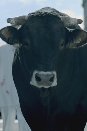 Image The Bull