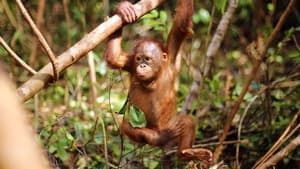 Orangutan Jungle School The Domino Effect