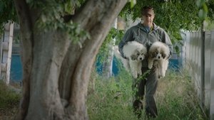 Tout est possible (The Biggest Little Farm) (2019)