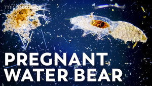 Eating, Hatching, and Crashing into the Moon: More About Tardigrades still