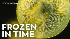 Preserving the History of the Microcosmos With Prepared Slides still